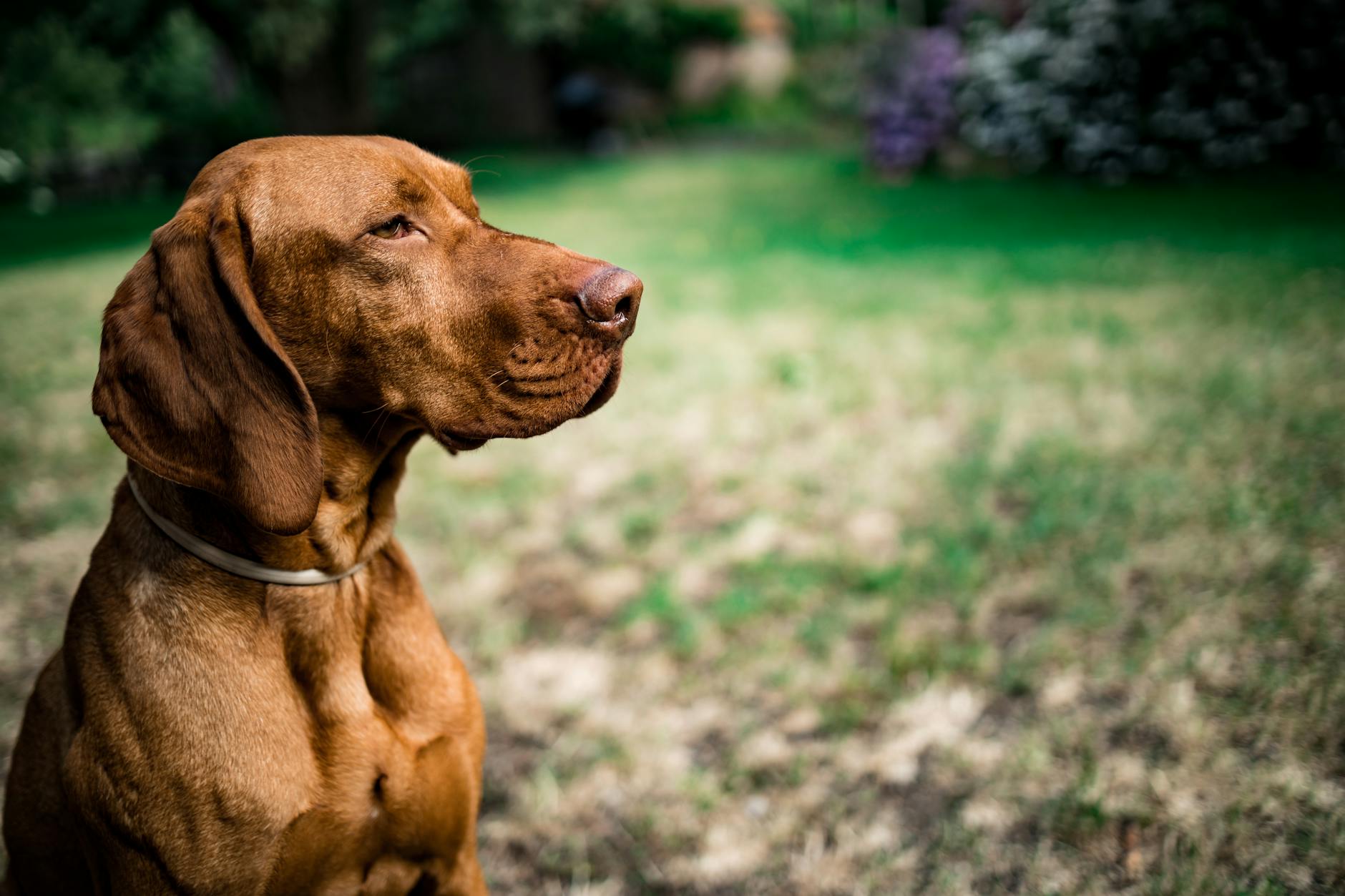 The New Science of Postbiotics for Dogs: What They Are, Why They're Different, and 4 Brands Worth Trying