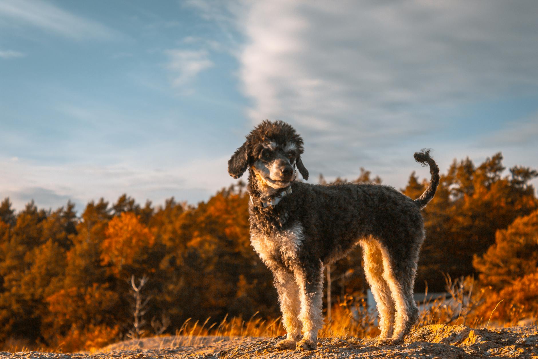 Photo by Christopher Knutsen on Pexels